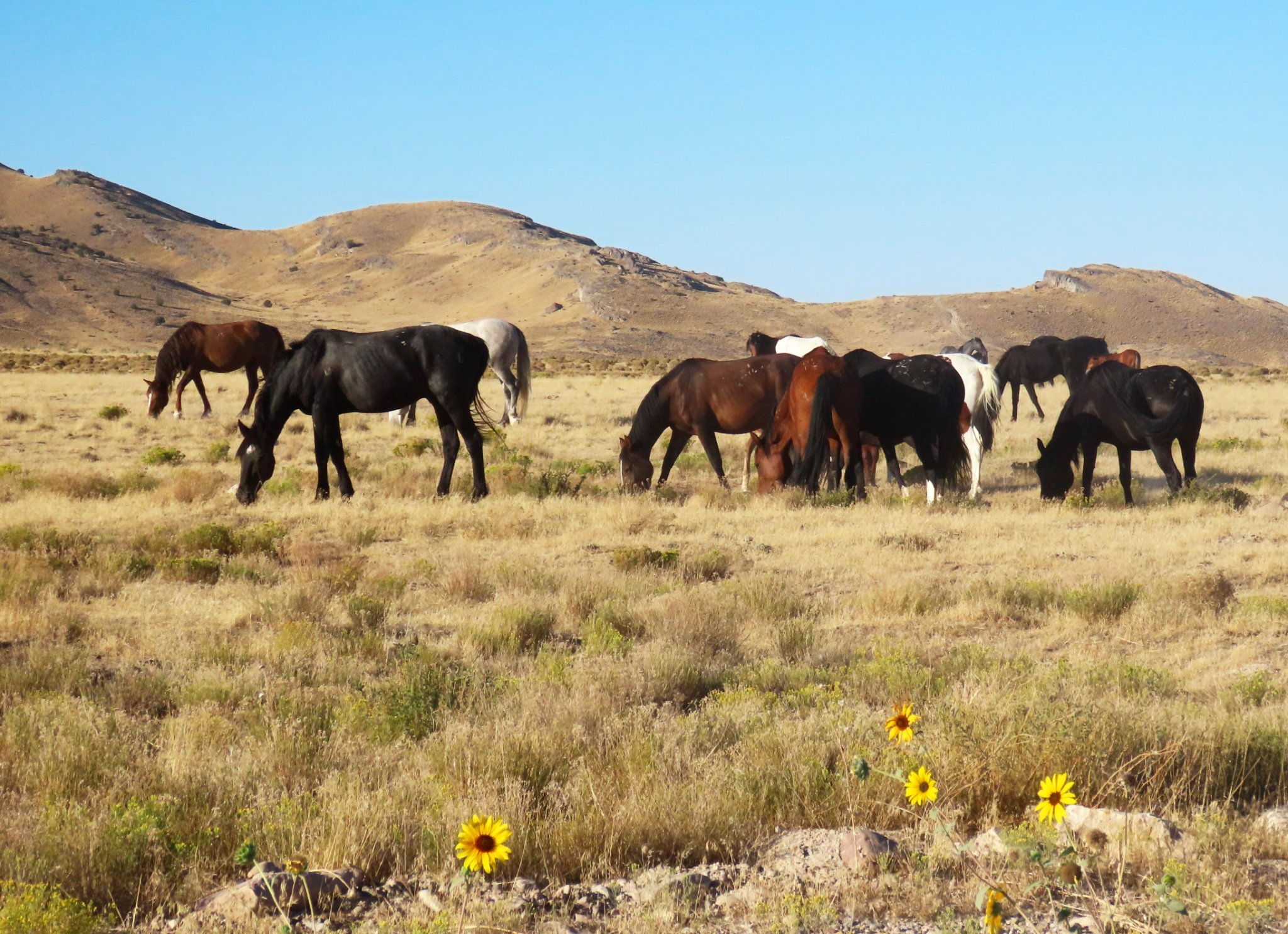 Utah Adventures with Maverik: 5 great places to view and photograph wild animals
