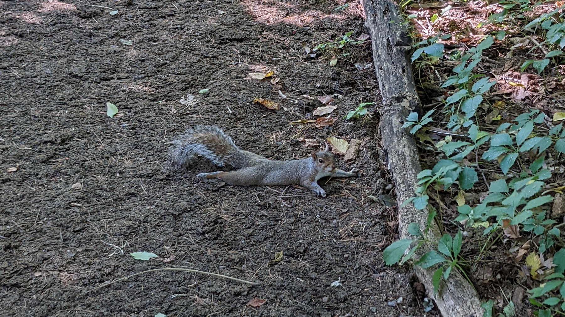 The squirrels "splooting" — meaning splaying on their bellies — all over New York City are just fine, officials say. "Splooting" is a behavior the animals use to cool off during hot weather.