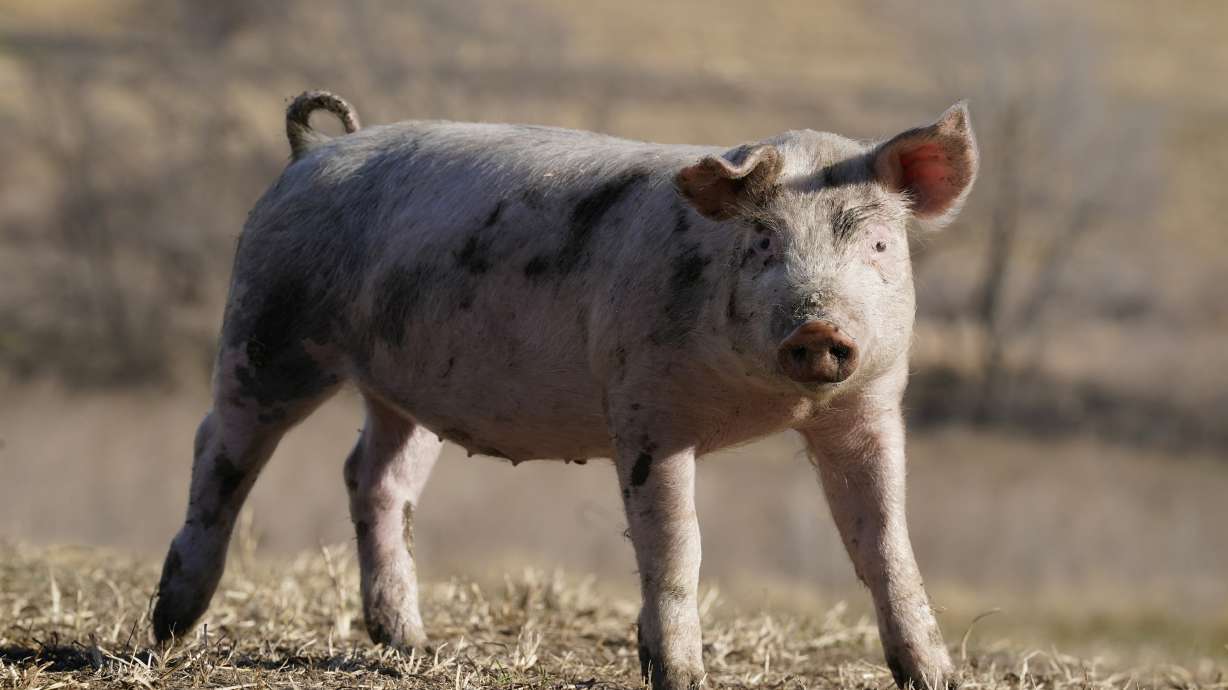 A hog walks in a pasture on a farm near Elliott, Iowa, on Dec. 2, 2021. National food company Smithfield Foods announced Tuesday it is ending contracts with 26 hog farms in Utah and also laying off up to 70 workers.