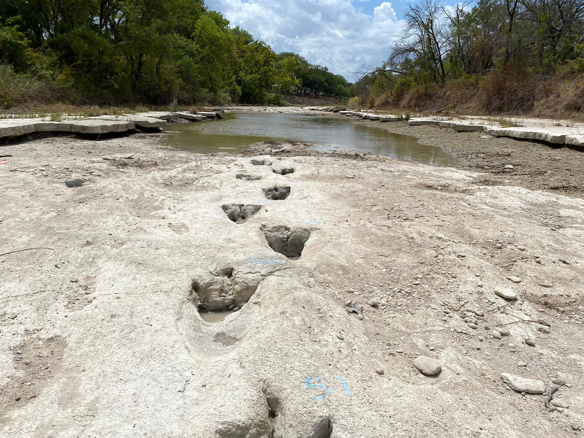 Dinosaur tracks from around 113 million years ago have been revealed at Dinosaur Valley State Park in Texas due to severe drought conditions that dried up a river, the park said Monday in a statement.