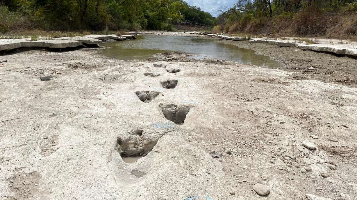 Dinosaur tracks from around 113 million years ago have been revealed at Dinosaur Valley State Park in Texas due to severe drought conditions that dried up a river, the park said Monday in a statement.