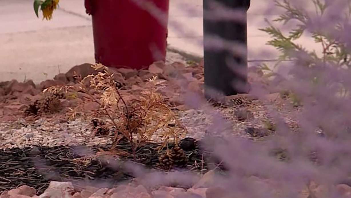 Dead bushes stack up at Robert Smith's home in Sandy Friday. He feels vandals are targeting his landscaping due to flags displayed at his home.