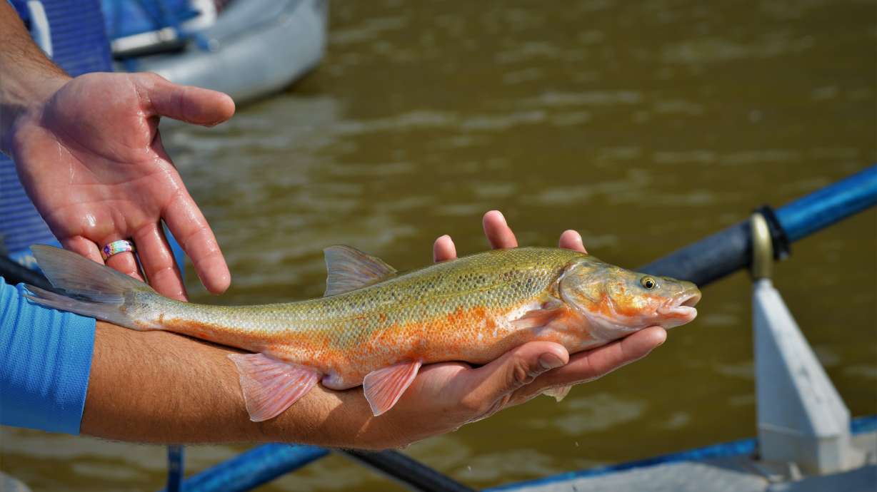 A photo of a roundtail chub taken on July 9, 2021. The Utah Division of Wildlife Resources is proposing to remove the fish species from its protected species list beginning next year.
