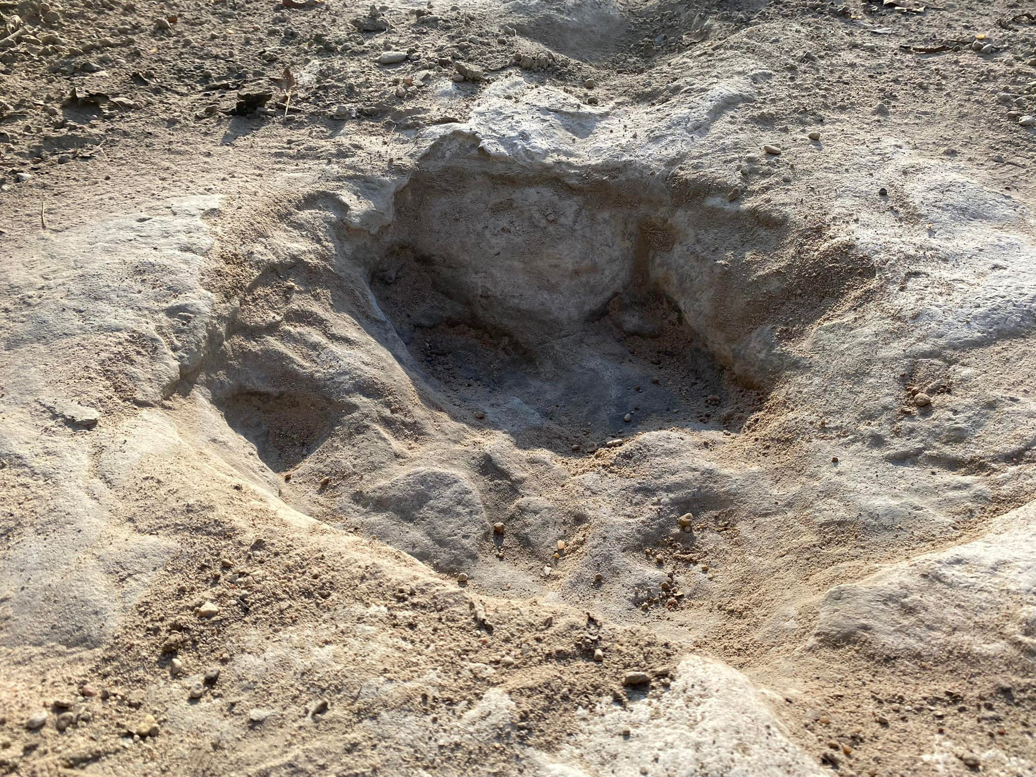 Tracks of a 60-foot tall dinosaur have been discovered at Dinosaur Valley State Park in Texas due to excessive drought conditions this past summer, according to Texas Parks and Wildlife Department Press Office.