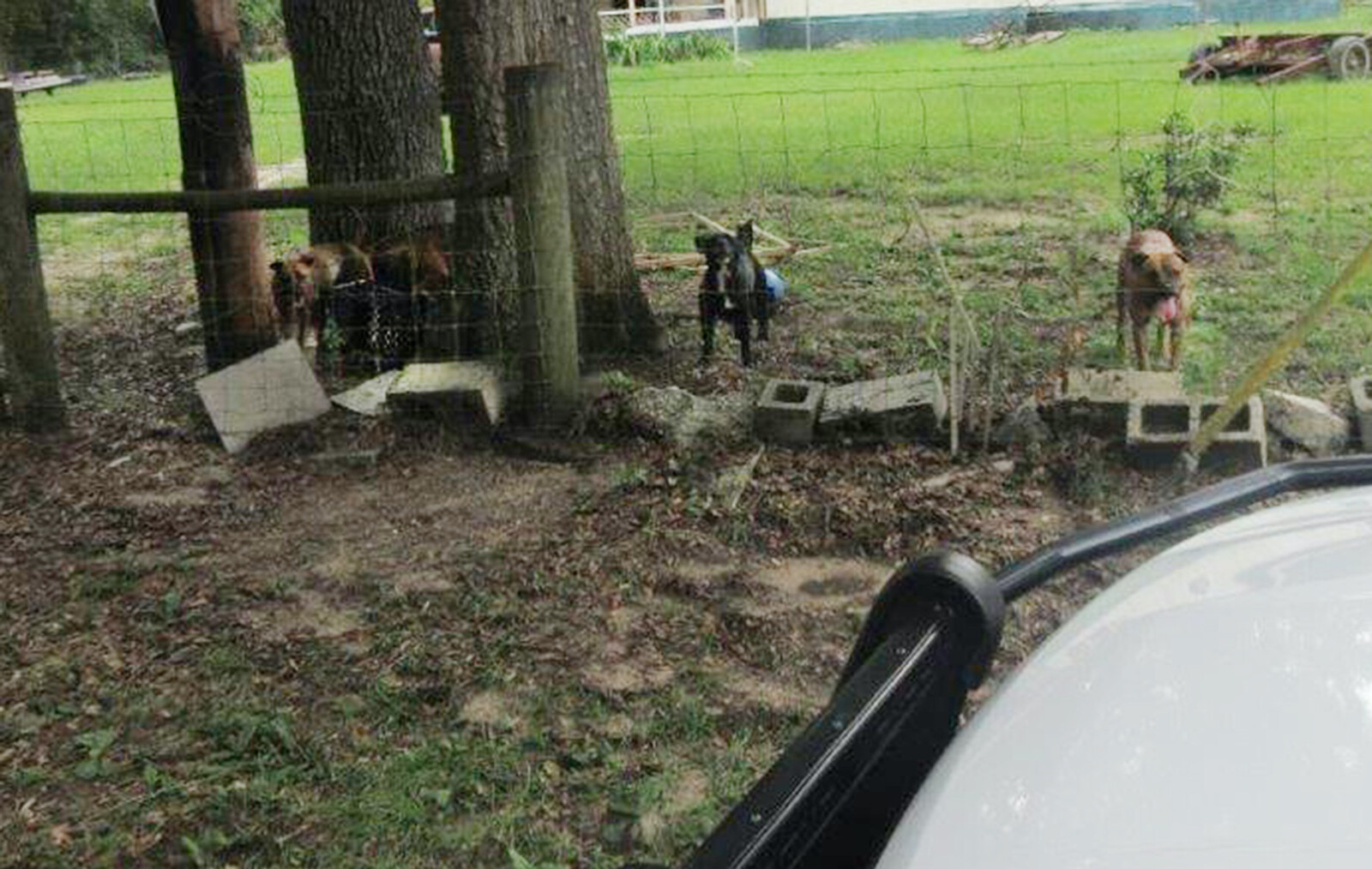 A 61-year-old postal carrier died after being attacked by five dogs. The Putnam County Sheriff's Office released a photo of the dogs involved.