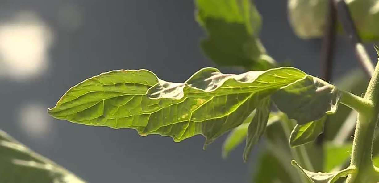A plant grows in the Castagno family garden in Tooele Tuesday. The plants are suffering this year due to drought and record heat.