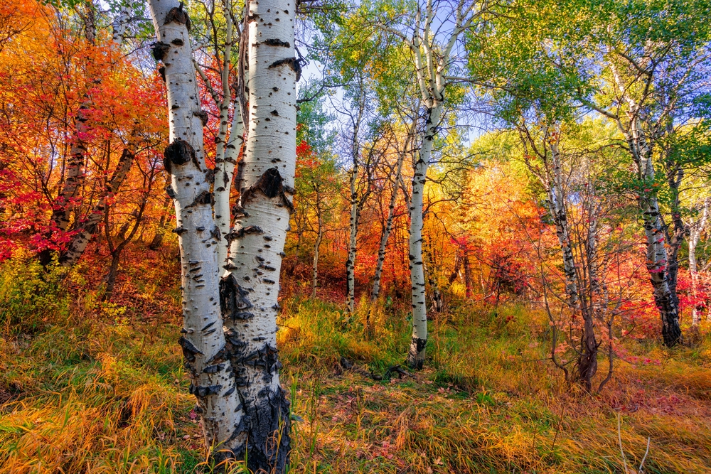 8 of Utah's best fall activities and destinations
