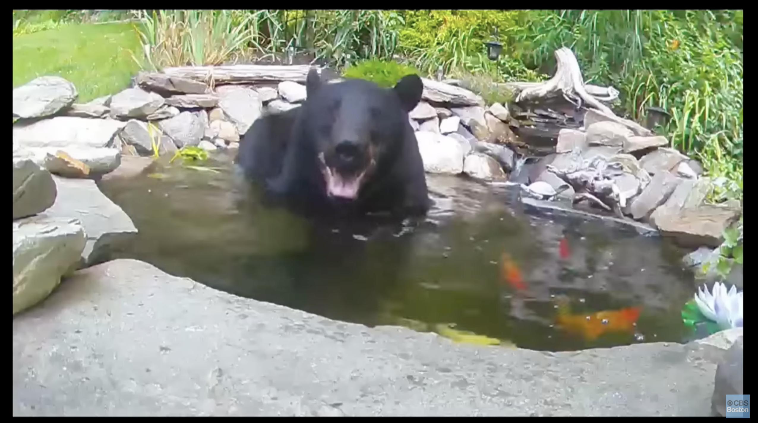 Did this bear realize that it was crashing a koi pond? Probably not.