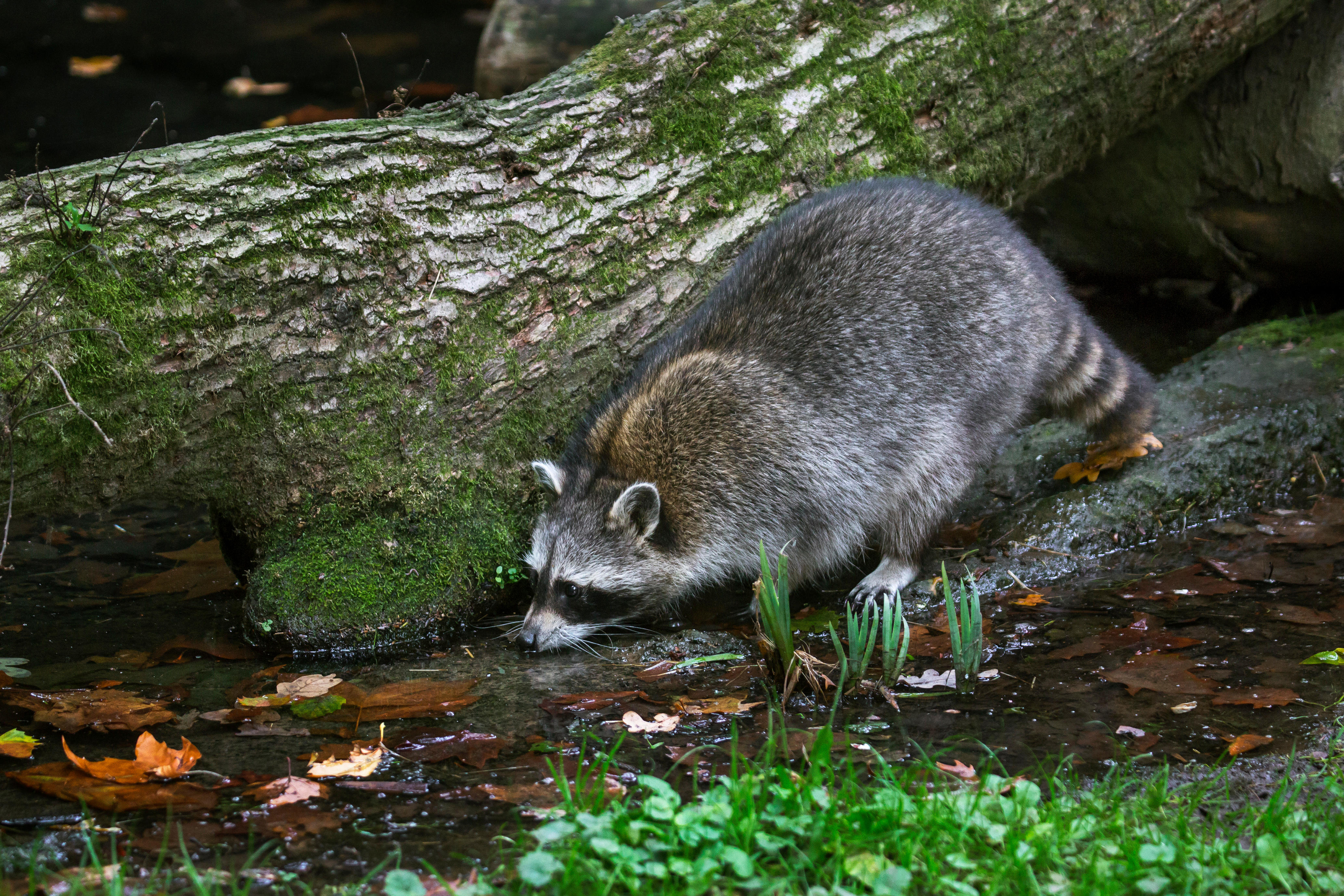 The U.S. Department of Agriculture has initiated its annual oral rabies vaccine distribution, a project that will continue through October.