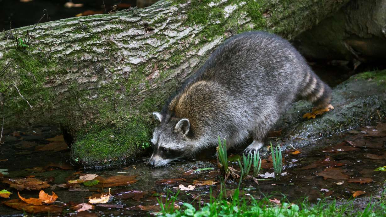 The U.S. Department of Agriculture has initiated its annual oral rabies vaccine distribution, a project that will continue through October.