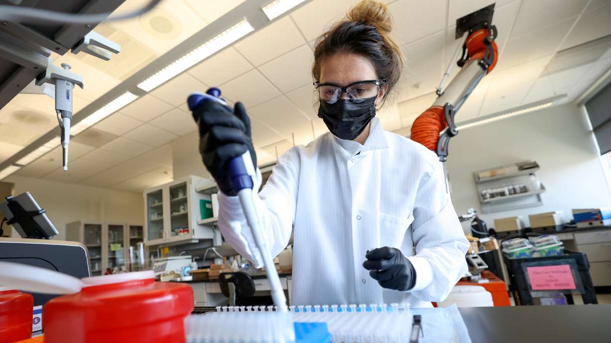 Maleea Ezekiel, Utah Department of Health and Human Services wastewater surveillance project coordinator, prepares 24-hour composite wastewater samples for extraction, to test for COVID-19, at the Utah Public Health Laboratory in Taylorsville on Aug. 24. On Thursday the state reported 1,919 new COVID-19 cases and 10 additional deaths over the past week.