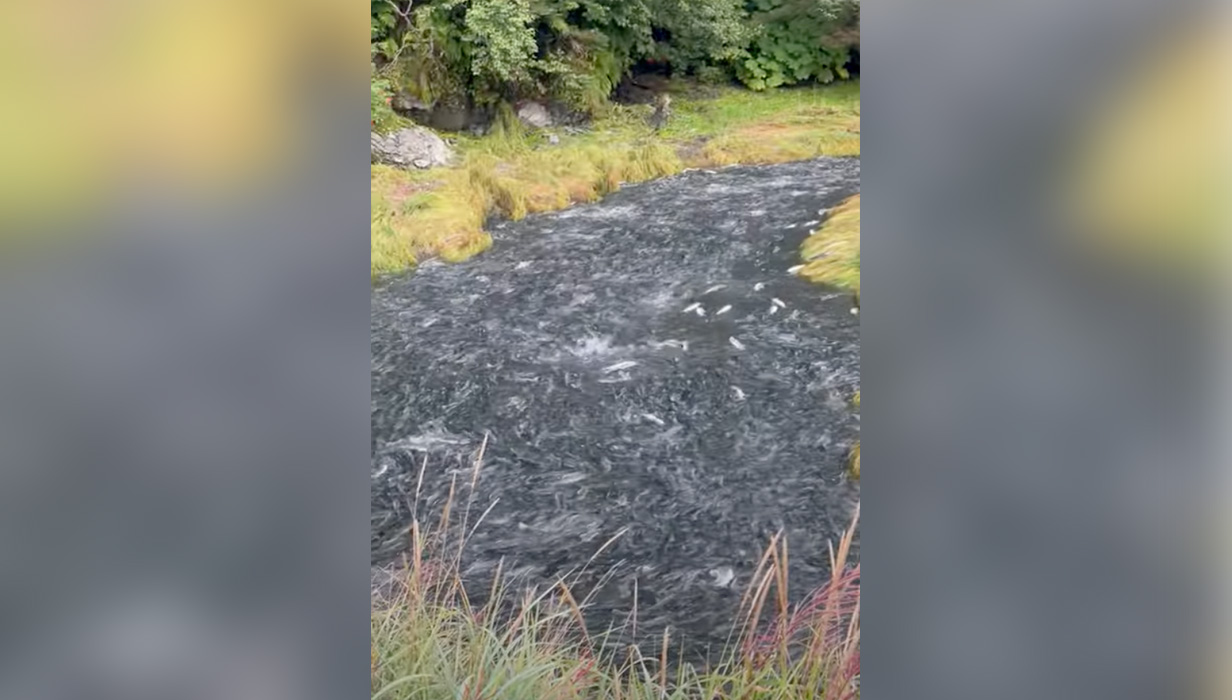 A river near Valdez, Alaska, is full of salmon on Aug. 21. 