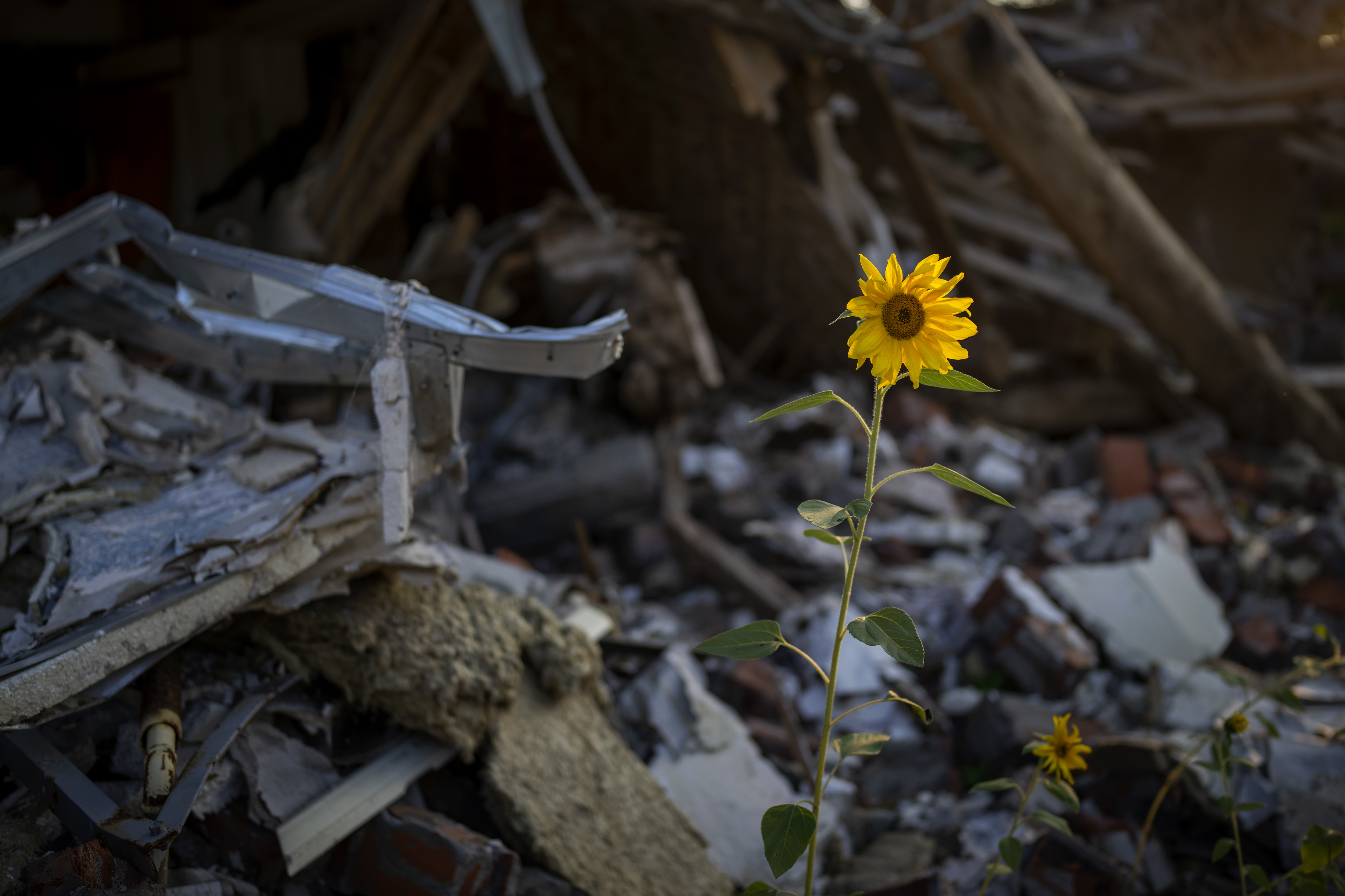 Sunflowers grow amidst the rubble of Vladimir's house after being bombed by Russians in Chernihiv, Ukraine, Monday.