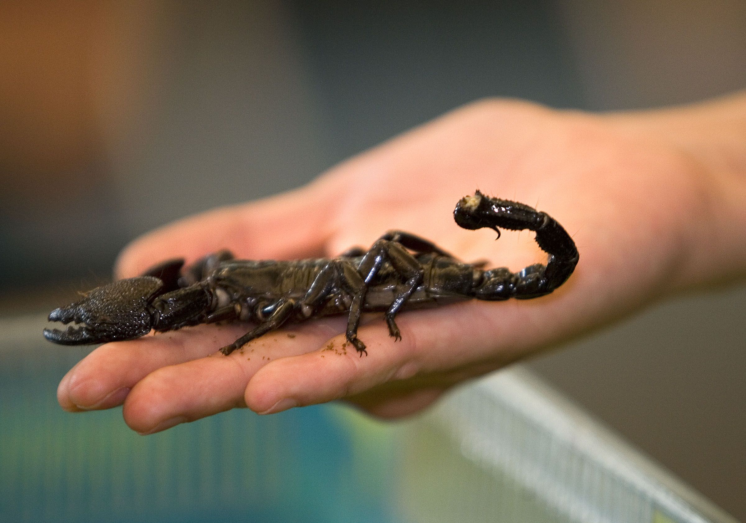 Heidi Cliff, an education presenter from The Living Planet Aquarium community outreach, shows an Emperor Scorpion to a third grade class at Muir Elementary in Bountiful on April 20, 2007. Southern Utah residents have not only been awash in torrential rains and flash flooding, the storms are exposing a plethora of scorpions.