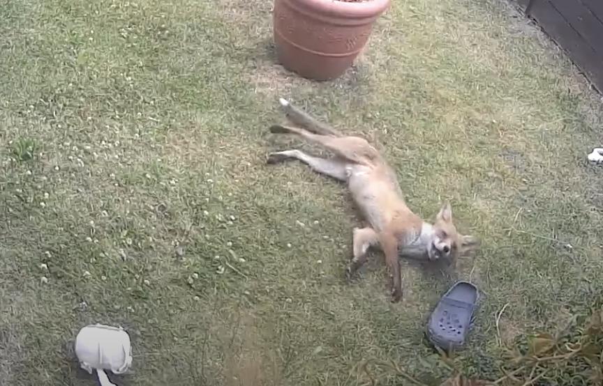 A fox plays with a gardening shoe left outside in Brighton, East Sussex, England, on July 22.