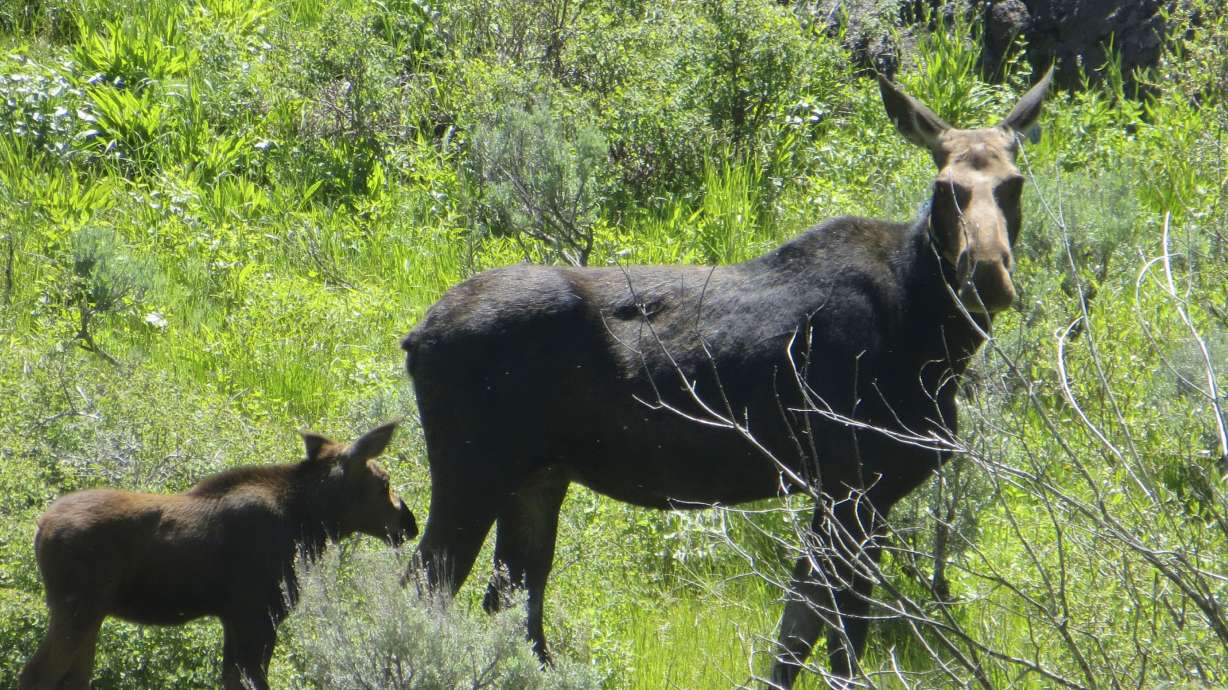 A moose cow and her calf walk up a hill in this undated photo in Northeastern Nevada. Moose are quietly populating the northeastern corner of Nevada. And they are doing it without the help of humans.