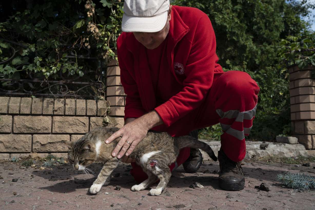 A Ukrainian Red Cross Society volunteer pets a cat named Maks, that was slightly injured during a Russian attack last week that damaged the building of the humanitarian association in Sloviansk, Ukraine, Monday.