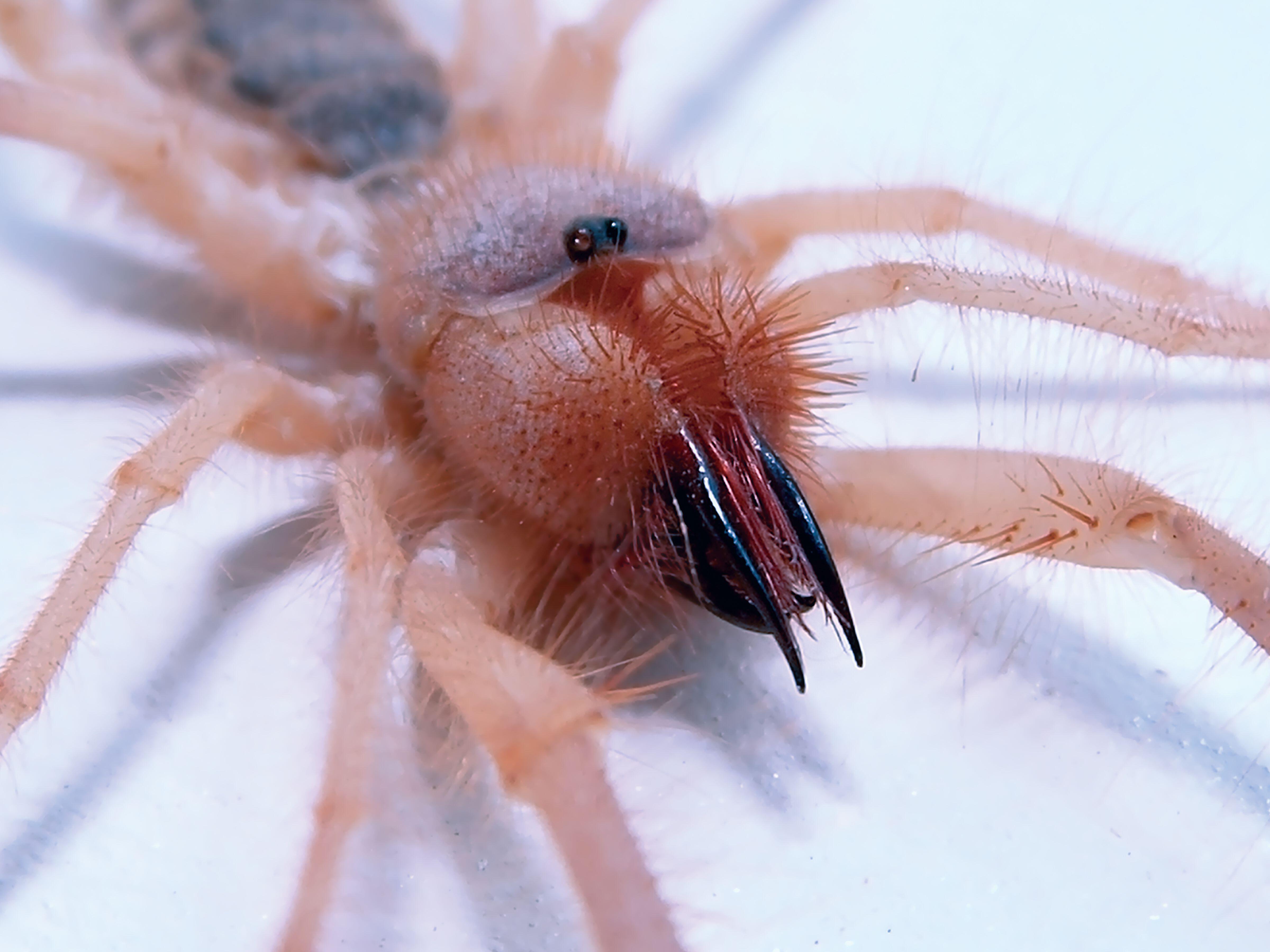 An Arizona sun spider is pictured. This creature is not a true spider. It cannot spin silk and does not have venom like a true spider. People in Southern Utah are texting and jumping on social media asking what the sun spider is.