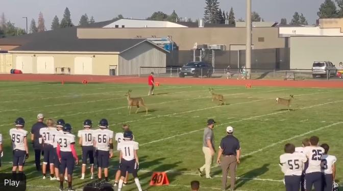 Deer on the field during a freshman football game between Cheney and Gonzaga in Spokane on Sept. 1.