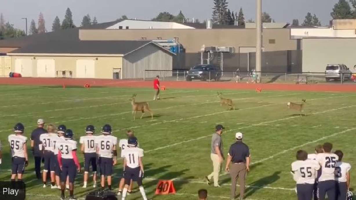 Deer on the field during a freshman football game between Cheney and Gonzaga in Spokane on Sept. 1.