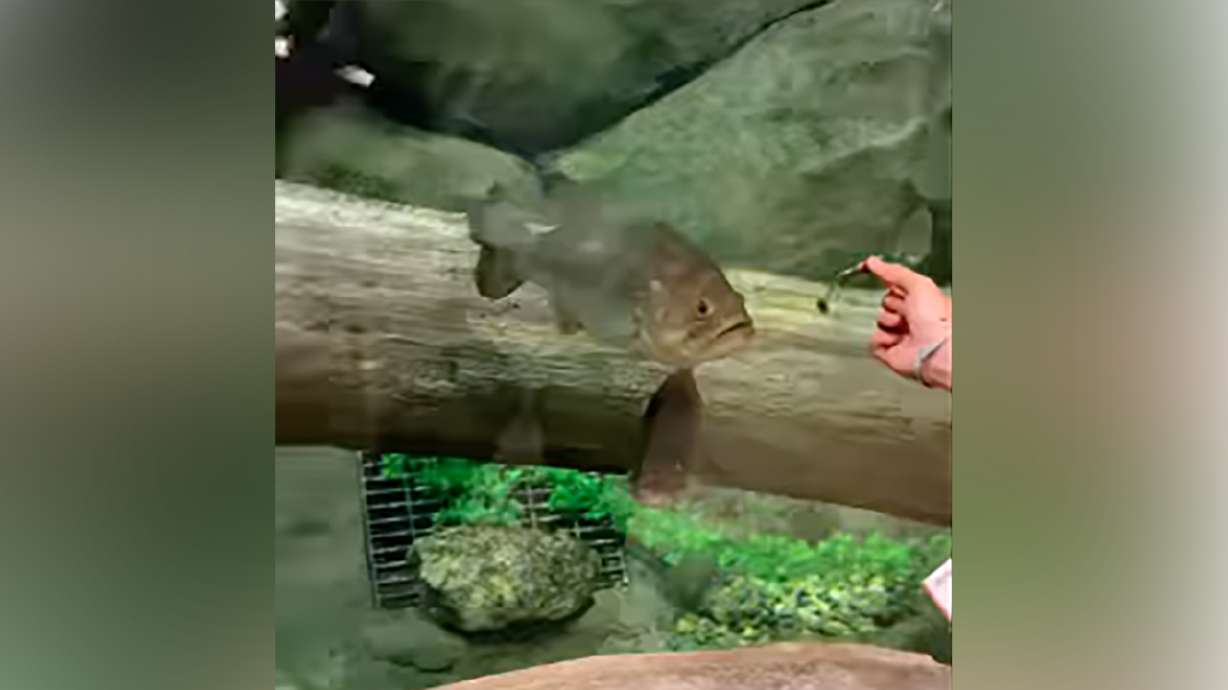 A fishing lure is tested on a captive fish at a Bass Pro Shop. Watch the video to find out if it works.