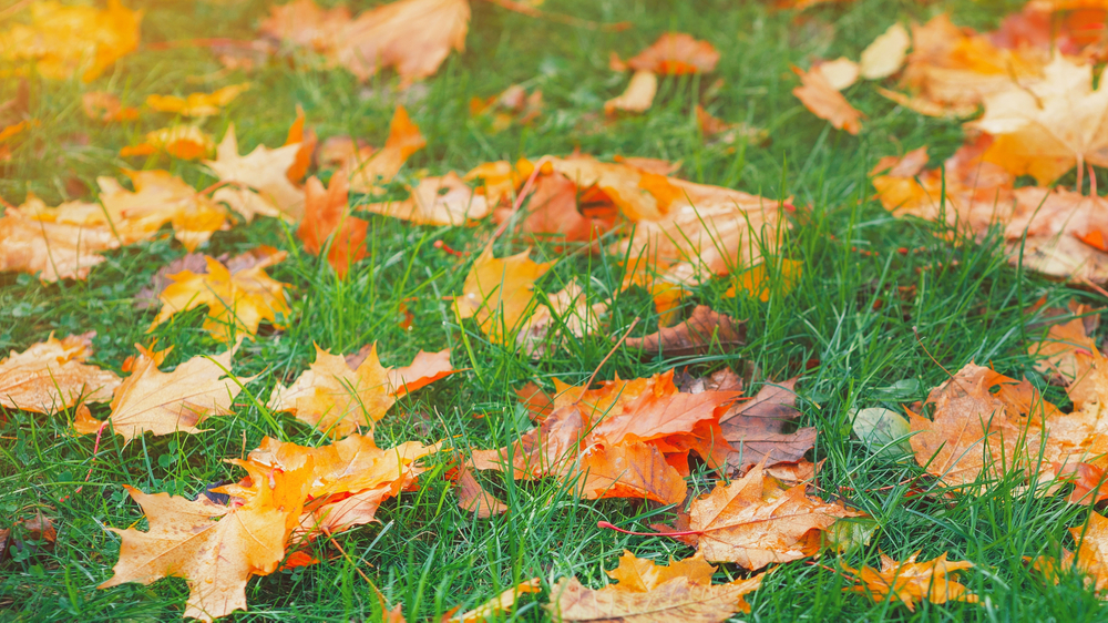 3 reasons you usually don't need to water in October