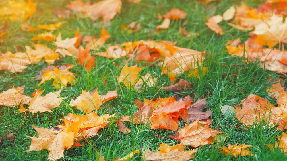 3 reasons you usually don't need to water in October
