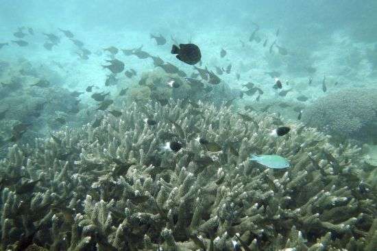 Fish swim near some bleached coral at Kisite Mpunguti Marine park, Kenya, June 11. Even if the world somehow manages to limit future warming to the strictest international temperature goal, four Earth-changing climate “tipping points” are still likely to be triggered like the immediate loss of tropical coral reefs around the globe with a lot more looming as the planet heats more after that, a new study said.