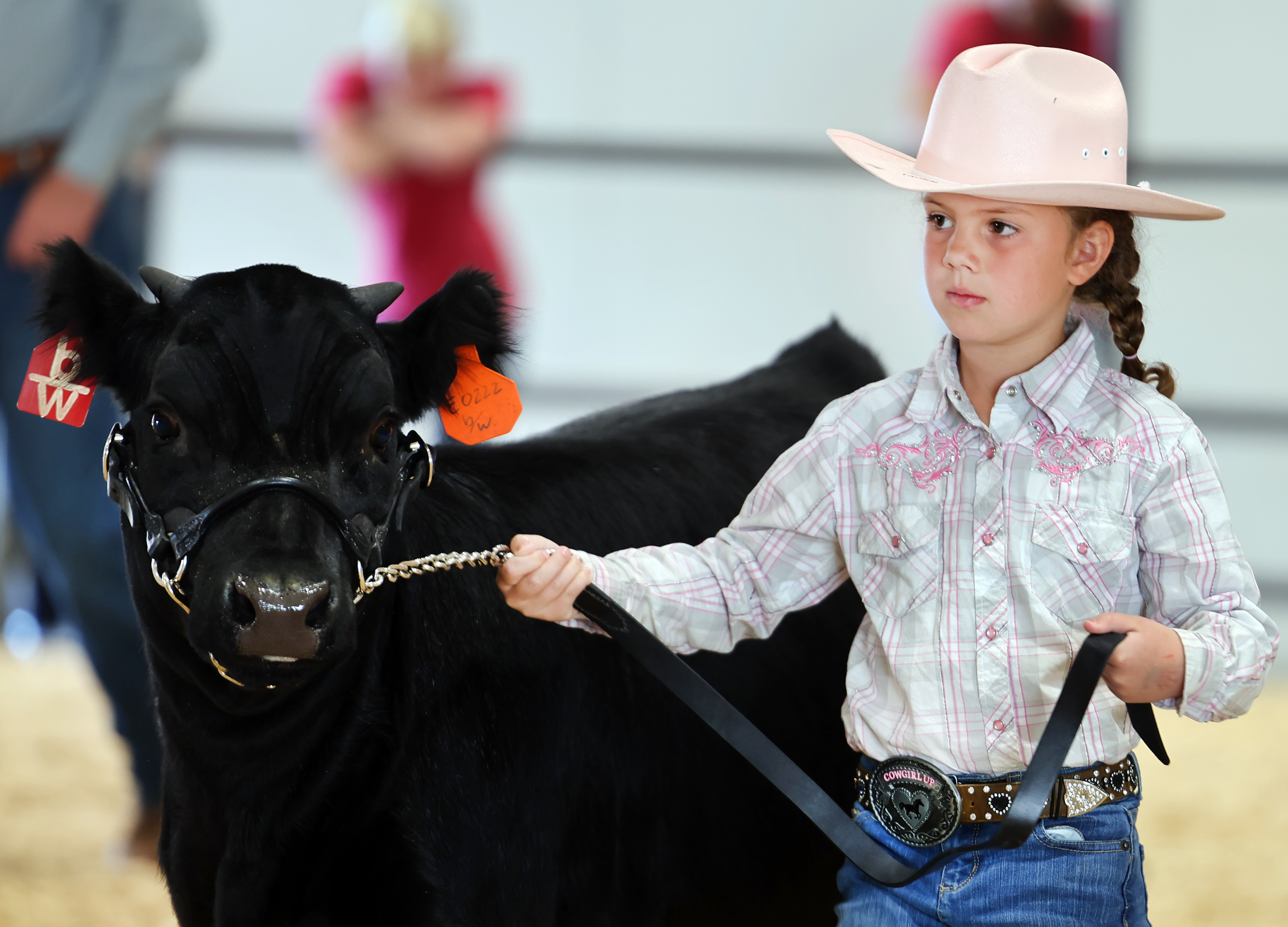 Braunie Berry walks her heifer Mahogany in a show at the Utah State Fair in Salt Lake City on Friday.