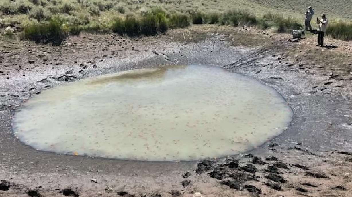A photo of a pond at the Mail Draw Wildlife Management Area in Daggett County. Utah wildlife biologists found hundreds of goldfish in the pond on Aug. 29.