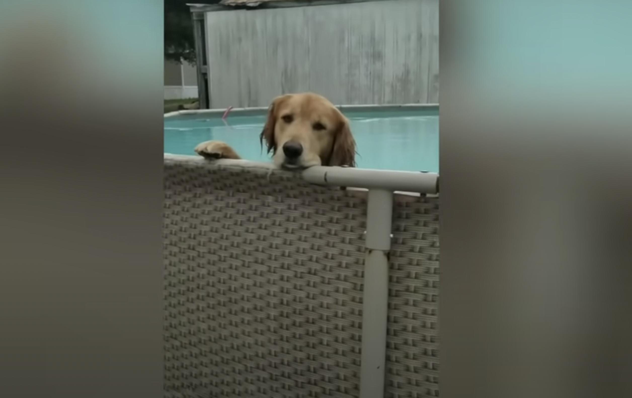 In this video, Duke is standing on his hind legs in an above-ground pool. His face is so content, you may start to wish you were in the pool too.