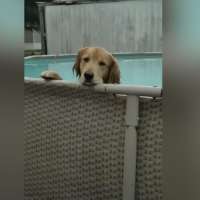 Have You Seen This? Dog 1000% refuses to get out of the pool