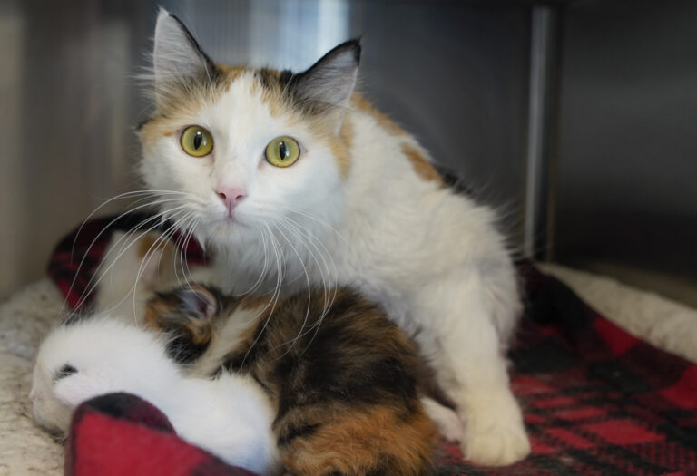 Peaches and her kittens are at Cedar City Animal Adoption Center, Cedar City, Utah, March 15. The city council is considering a different approach for free-roaming felines.