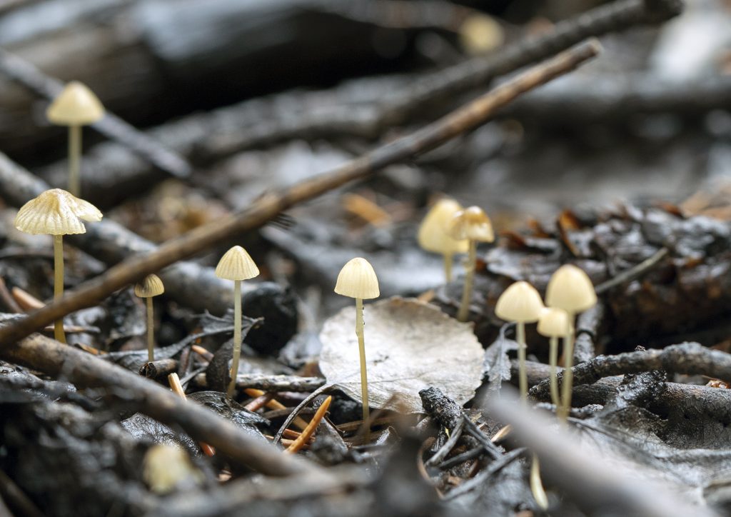 Mushrooms found in Dixie National Forest, Utah, Aug. 19. After consistent monsoons, the lifeform clings to rough tree bark or bursts from the dark, rich soil in southern Utah.