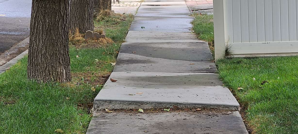 A sidewalk shows damage from flowering pear tree roots in Lehi on Tuesday. The city of Lehi plans to cut down more than 300 trees in the Olympic Park neighborhood, citing liability and safety concerns.
