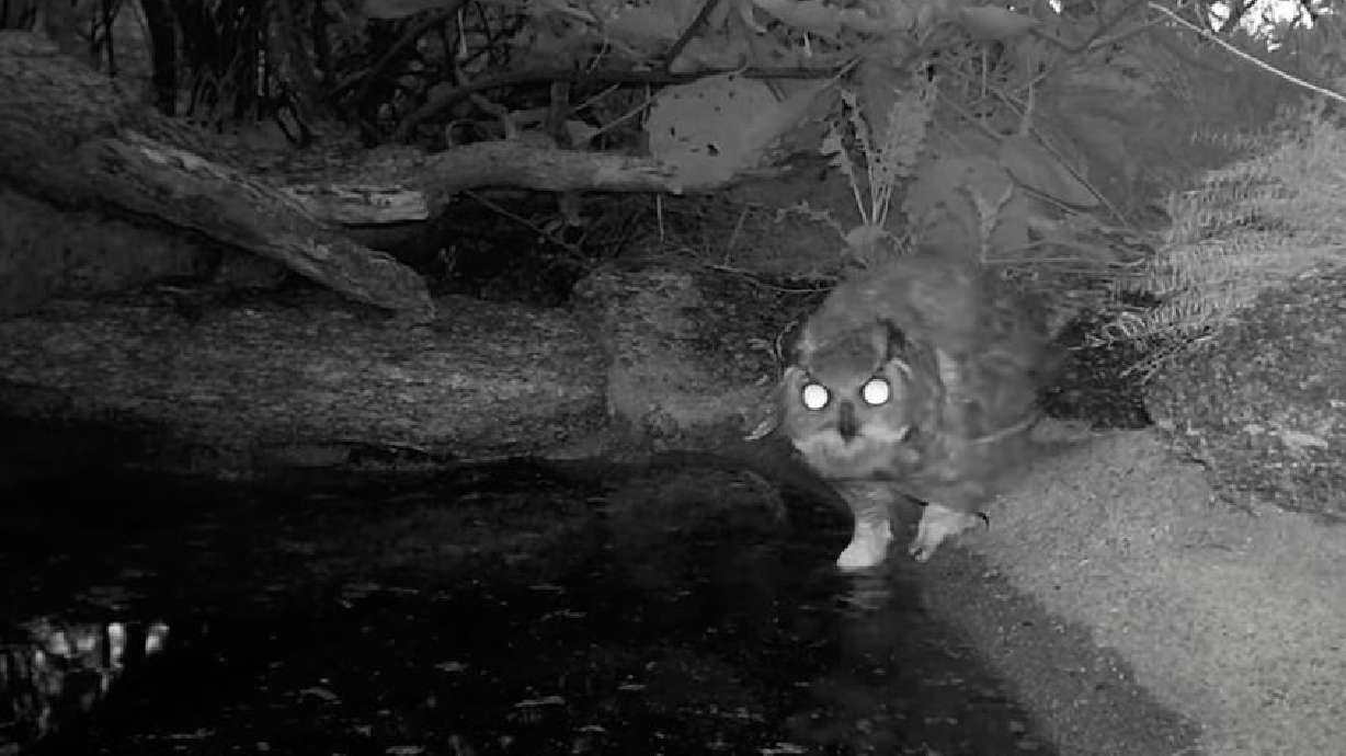 A great horned owl is seen in a trail camera image at the edge of a watering hole before it is attacked by a western diamondback rattlesnake.