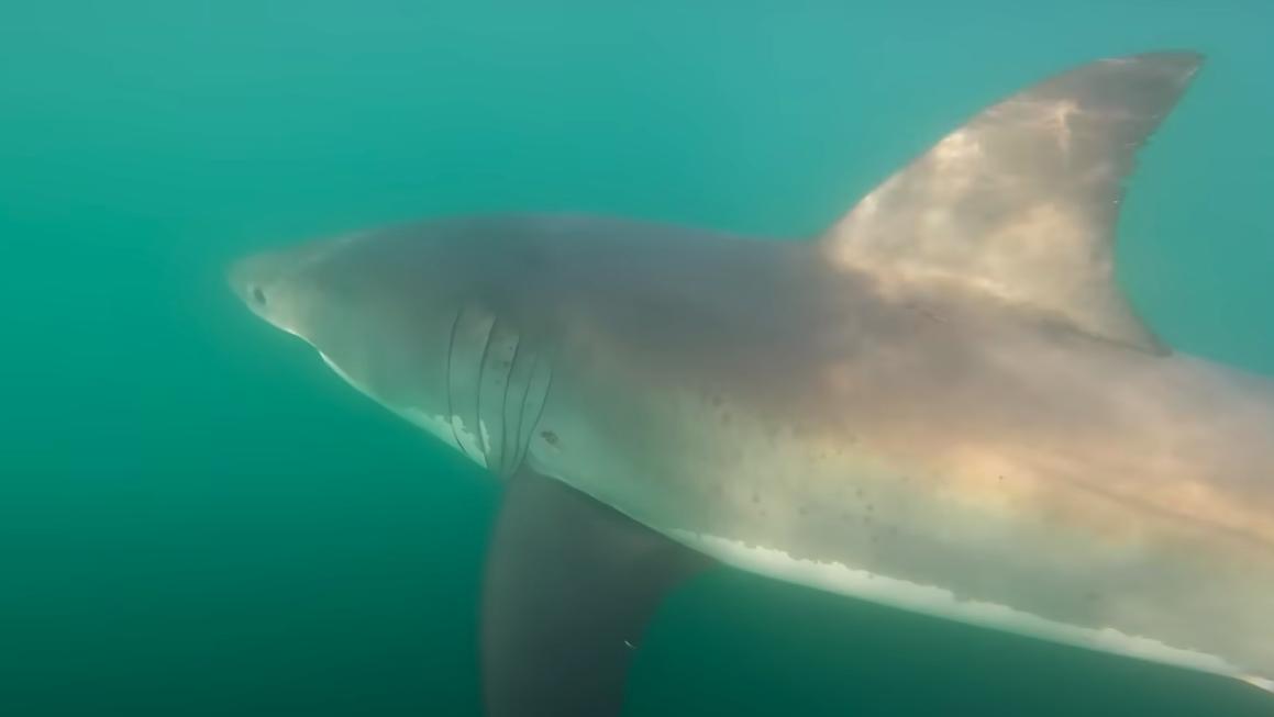 A great white shark is seen in a kayaker's video posted to YouTube in August.