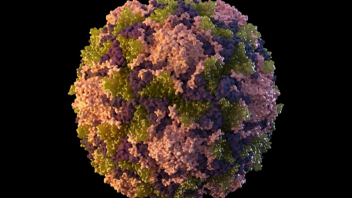 This 2014 illustration made available by the U.S. Centers for Disease Control and Prevention depicts a polio virus particle. The polio virus has been found in New York City’s wastewater in another sign that the disease, which hadn’t been seen in the U.S. in a decade, is quietly spreading among unvaccinated people, health officials said Aug. 12.