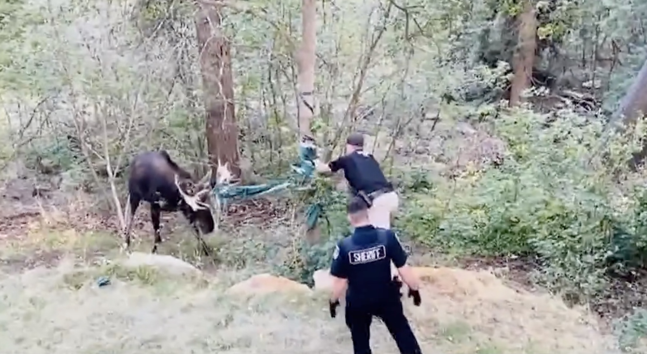 A Park City resident and two sheriff deputies helped a moose that got tangled up in a backyard.