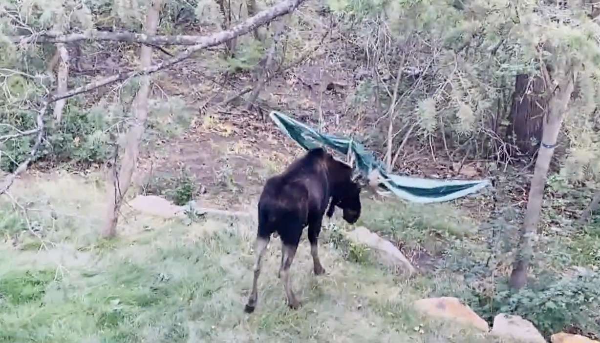 A Park City resident and two sheriff deputies helped a moose that got tangled up in a backyard.