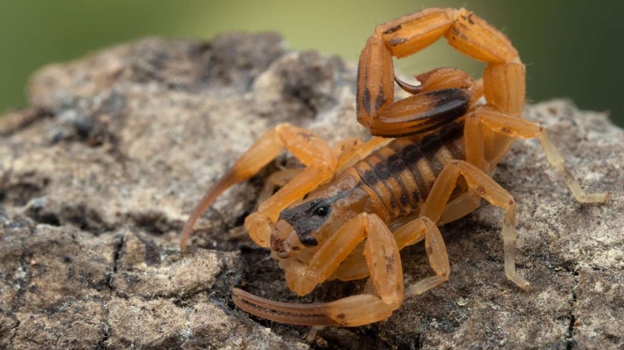 The sex lives of constipated scorpions, cute ducklings with an innate sense of physics, and a life-size rubber moose may not appear to have much in common, but they all inspired the winners of this year's Ig Nobels.