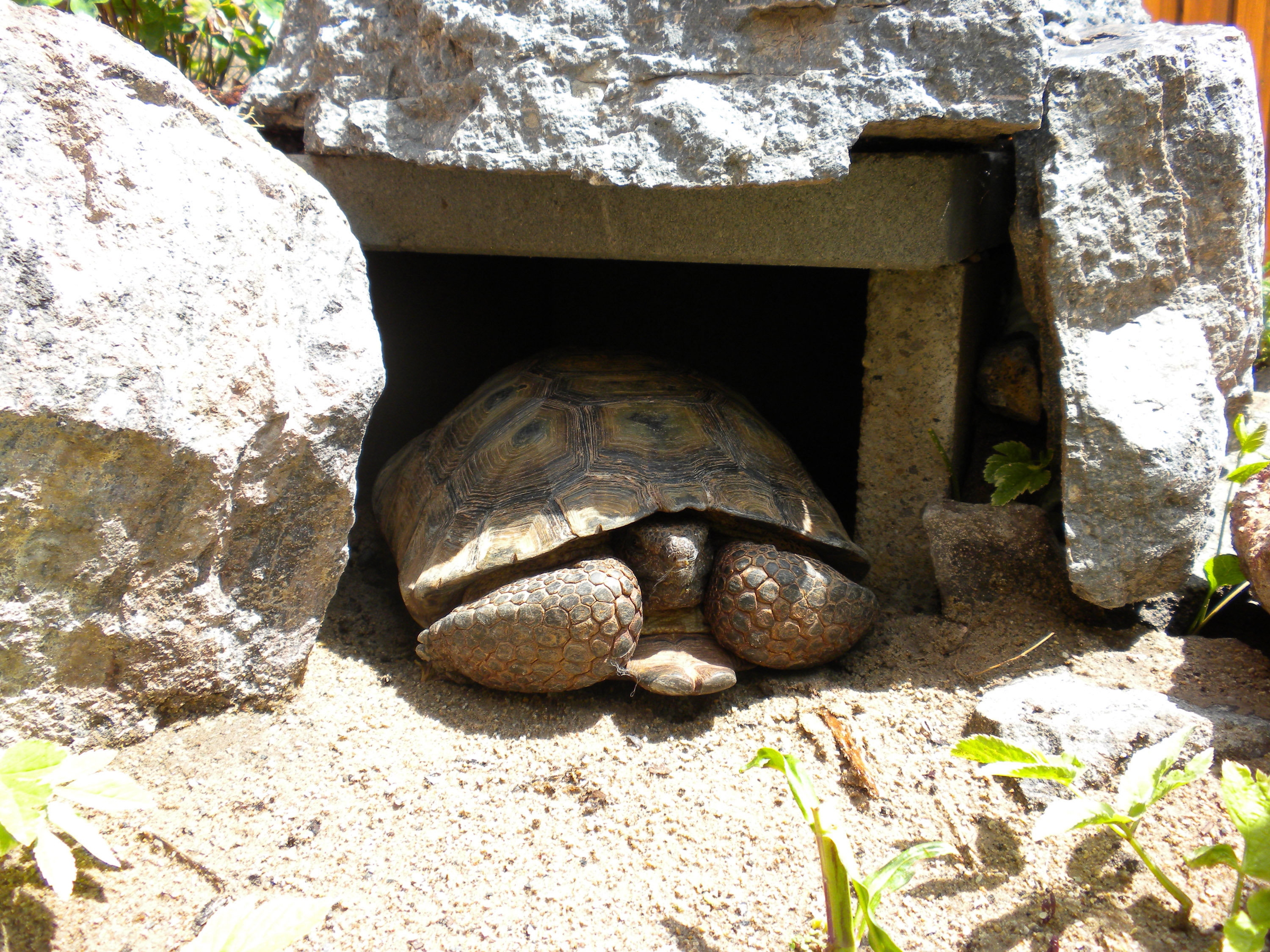A Mojave desert tortoise in a burrow, which is among the items an adopted desert tortoise needs, according to the Utah Division of Wildlife Resources. The division has close to 20 tortoises currently up for adoption.