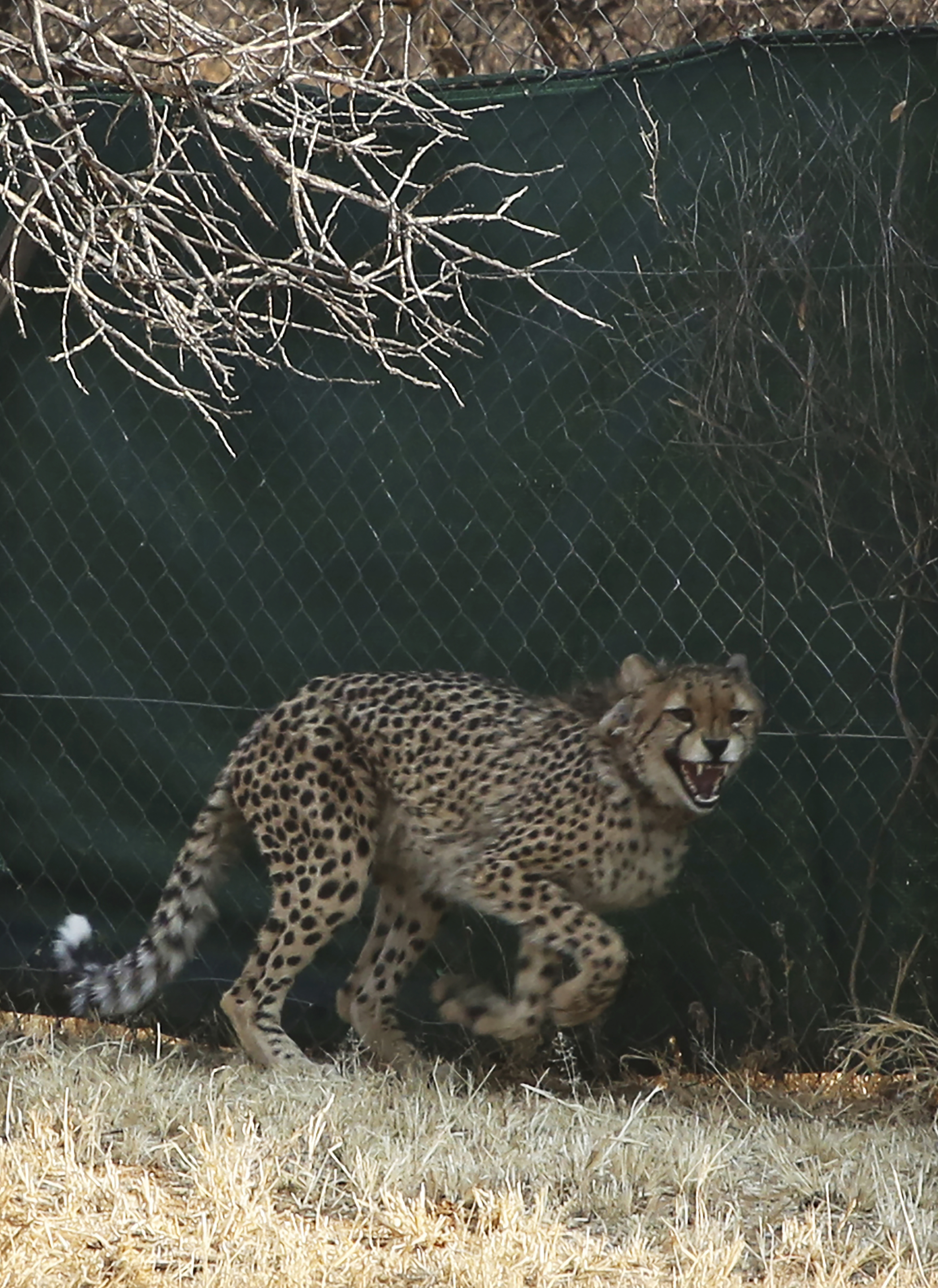 A cheetah is prepared for translocation at the Cheetah Conservation Fund in Otjiwarongo, Namibia, Friday. The CCF will travel to India this week to deliver eight wild cheetahs to the Kuno National Park in India.