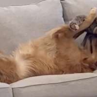 Have You Seen This? Dog named Teddy loves his teddy