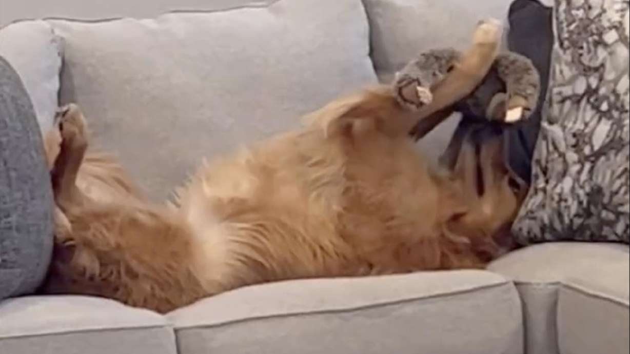 A golden retriever hugs his stuffed animal while relaxing on the couch.