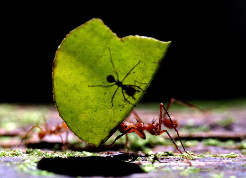 A leaf-cutting ant (Atta cephalotes) carries a leaf with another ant at La Selva biological station in Sarapiqui, 80 miles north of San Jose, Costa Rica on Jan. 12, 2006. The world's human population is forecast to surpass 8 billion in the coming months. Compared to ants, that is a mediocre milestone.