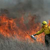How much would the Great Salt Lake benefit without phragmites?