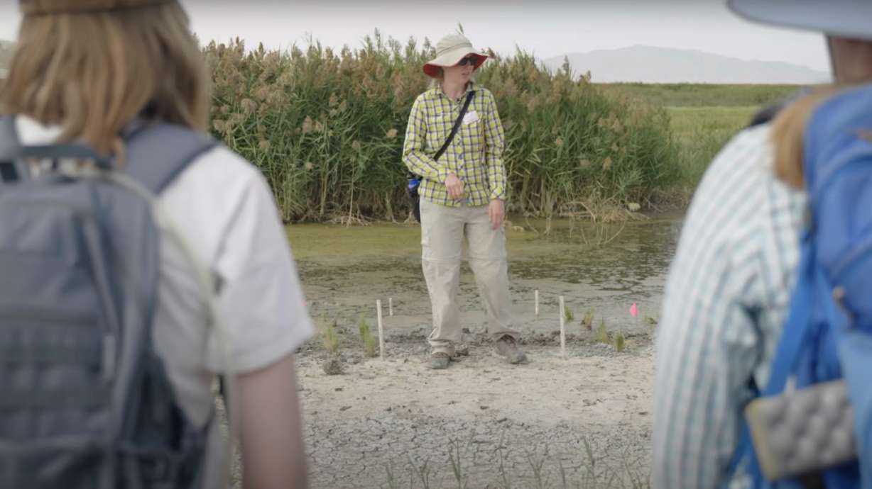 Karin Kettenring, a professor of wetland ecology at Utah State University's College of Natural Resources, leads a field tour about phragmites on Tuesday, Sept. 8. Experts have worked for over a decade to remove phragmites and replace it with native species.