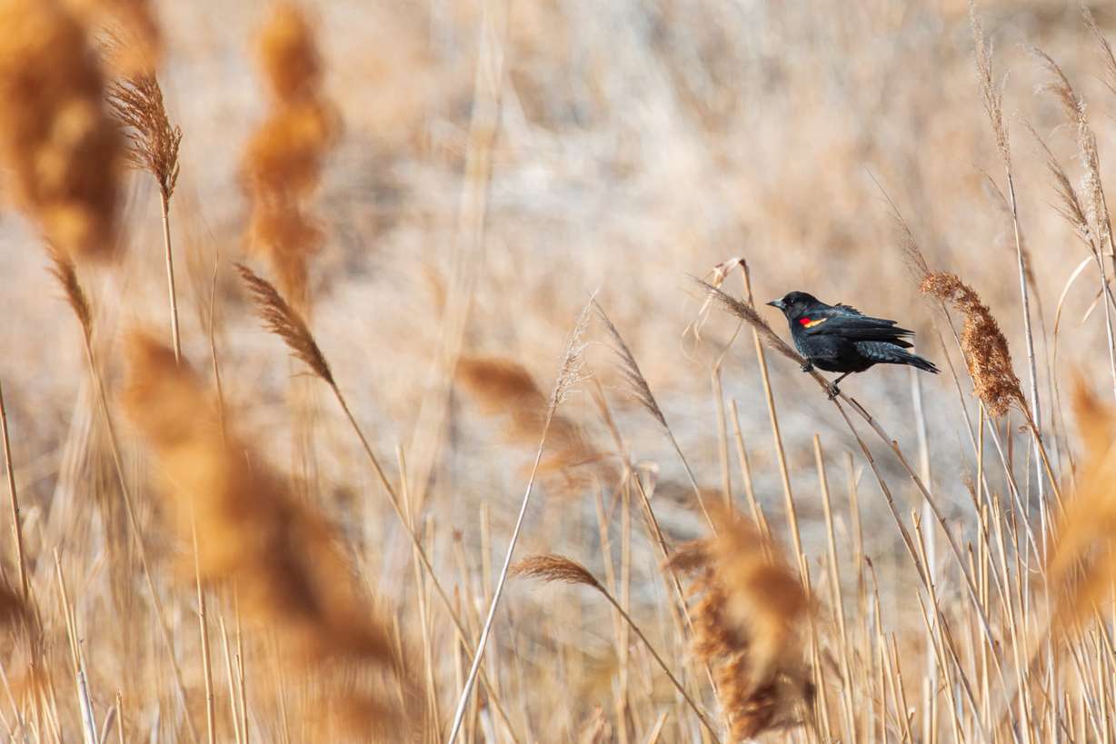 A red-winged blackbird perched near phragmites at the Farmington Bay Waterfowl Management Area on Feb. 6, 2021. Experts say phragmites seeds offer very little value to many bird species' diets.