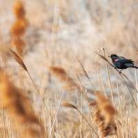 Church of Jesus Christ donates $3M to Utah's effort to remove phragmites along Great Salt Lake